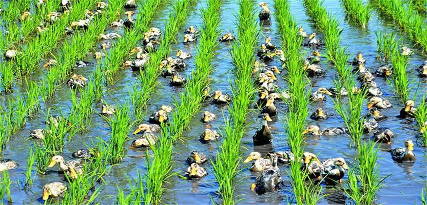 現代農業發展情況調研報告